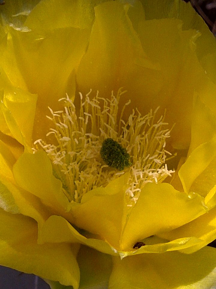 Yellow Prickly Pear Cactus Flower