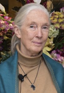 Jane Goodall 2015. Public domain image.