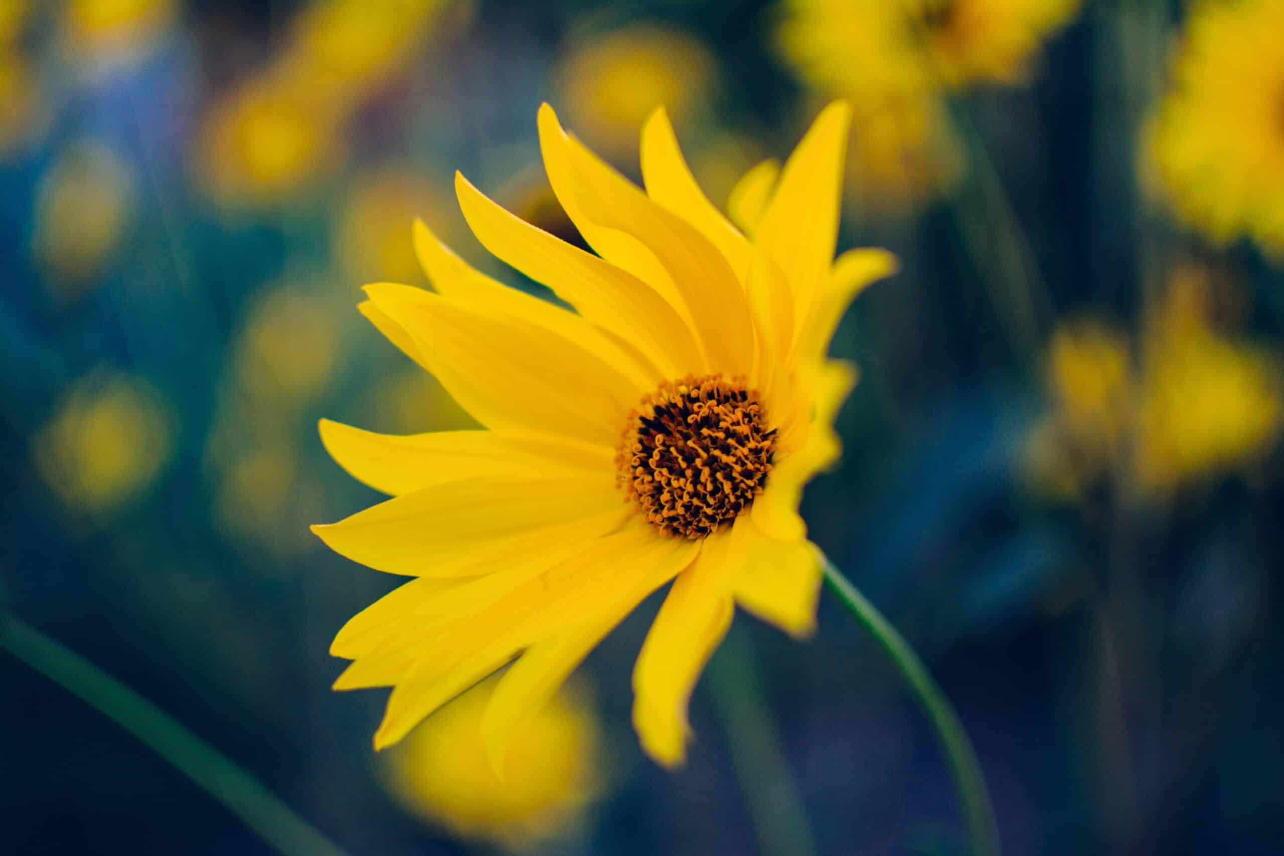 summer flower daisy black-eyed-susan
