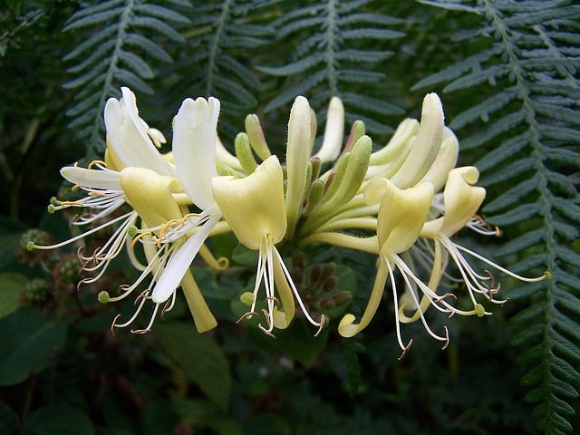 Flower of the month. June. Honeysuckle. 