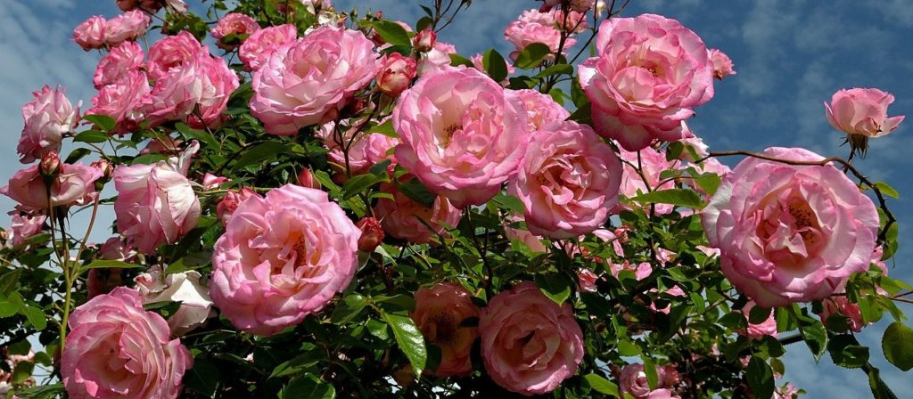 June. Flower of month. Rose.