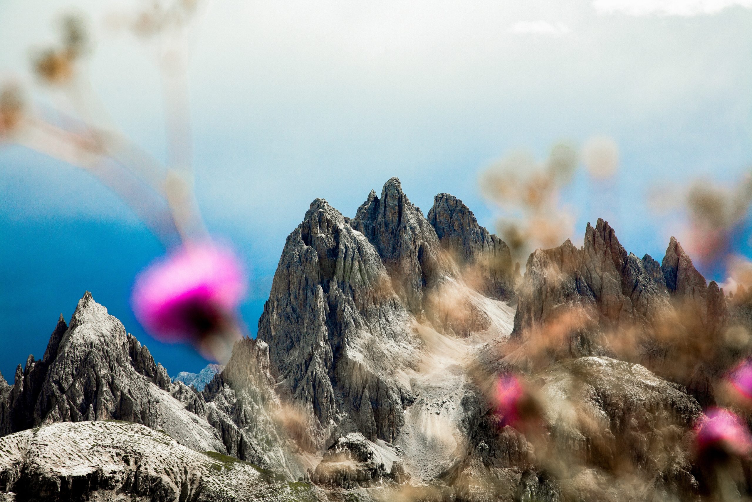 Tre Cime di Lavaredo, Italy, image of sharp mountain peaks with floral foreground