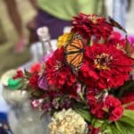 Just emerged monarch butterfly on bouquet. Summer 2025. West Lafayette, Indiana.