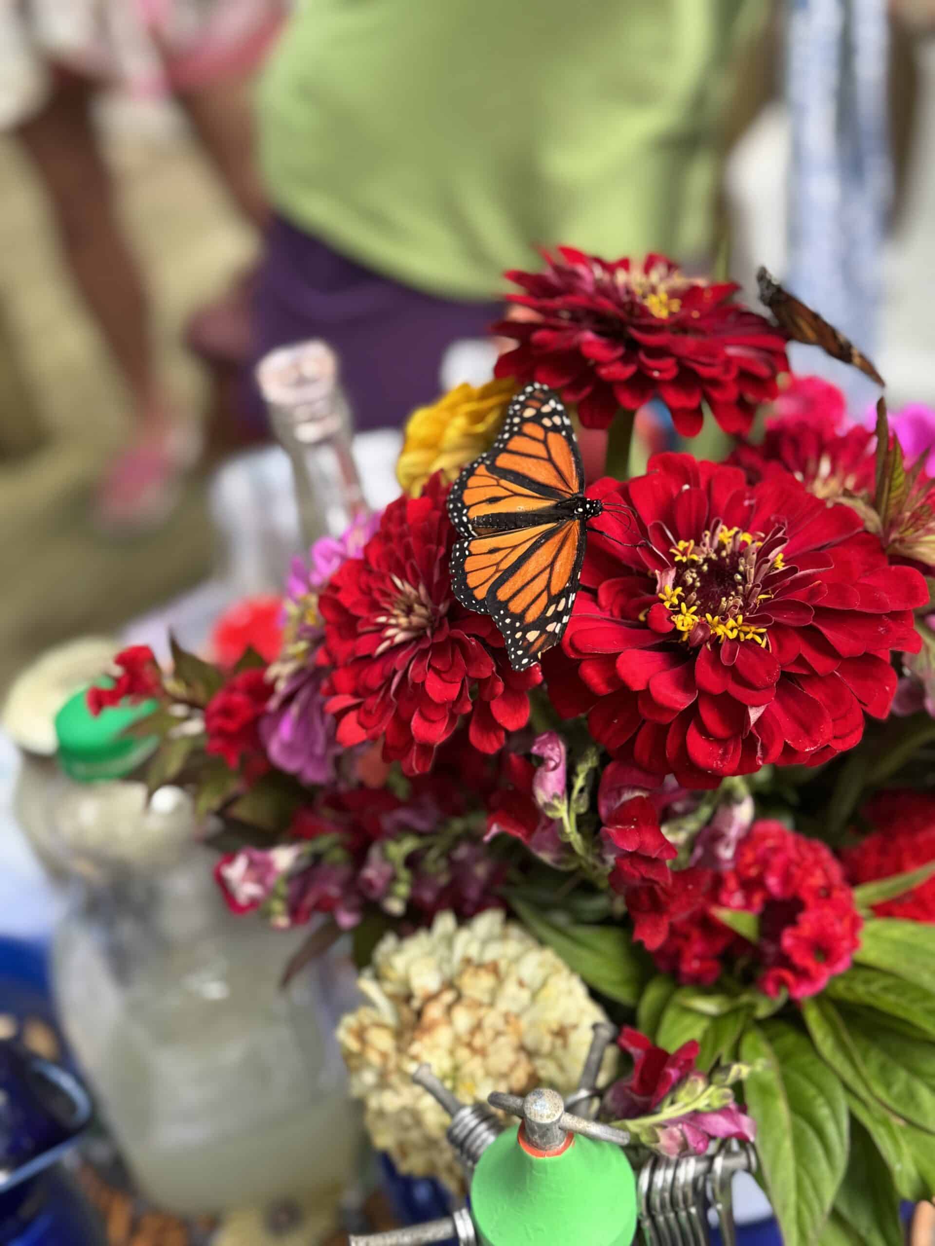 Just emerged monarch butterfly on bouquet. Summer 2025. West Lafayette, Indiana.